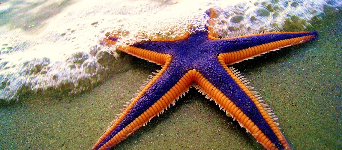 The Starfish Story