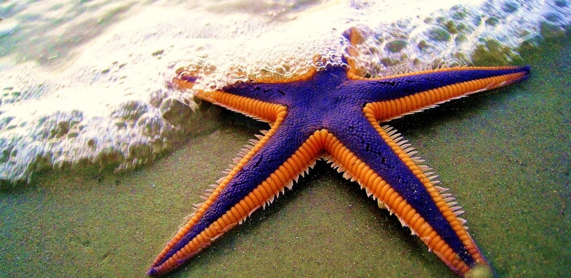 The Starfish Story